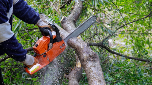 Tree Trimming